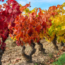 Vineyard,At,Rioja,Alavesa,,Basque,Country,,Spain